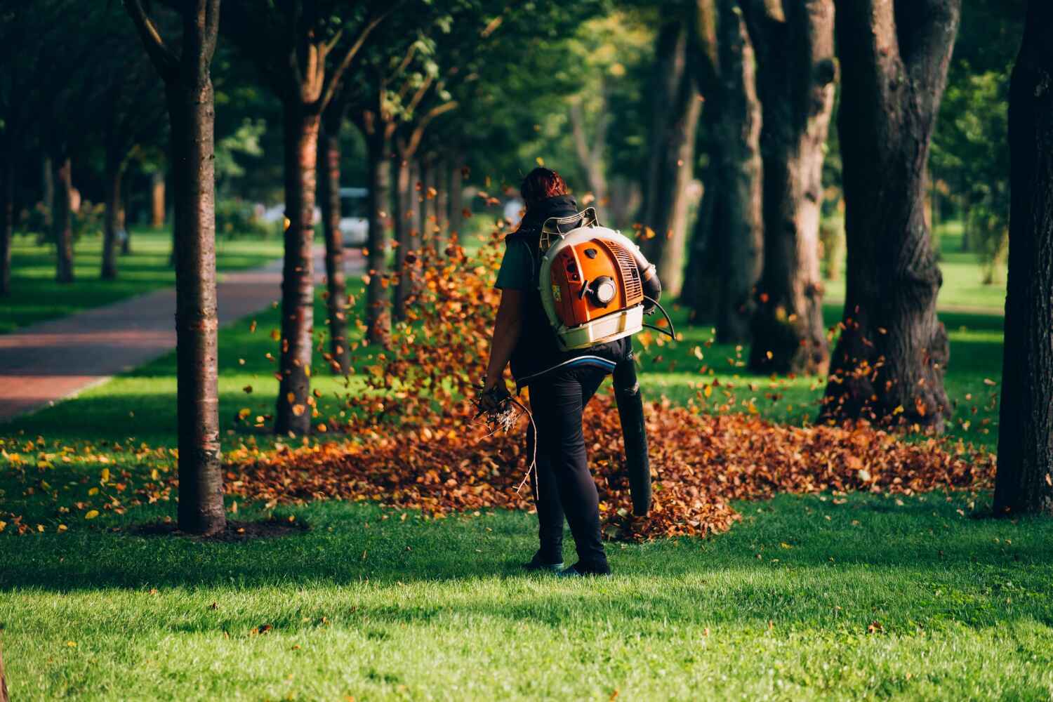 The Steps Involved in Our Tree Care Process in Shields, MI